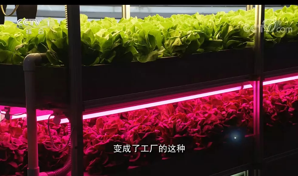 植物工厂央视10.webp.jpg