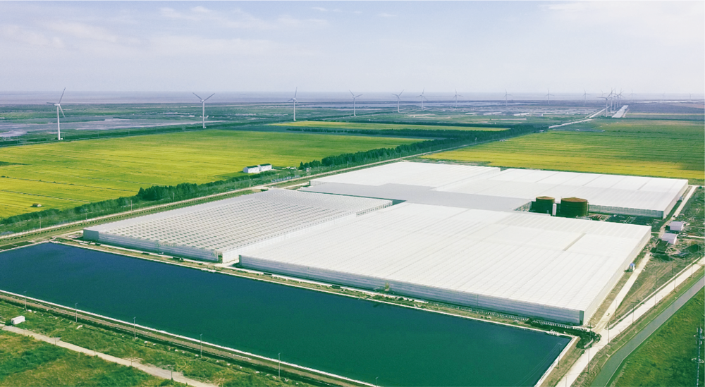 中荷农业创新园是由上海由由集团投资建造的集育苗,种植,生产,加工于